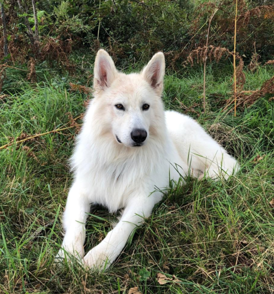 Oxley Of Washita Ahow