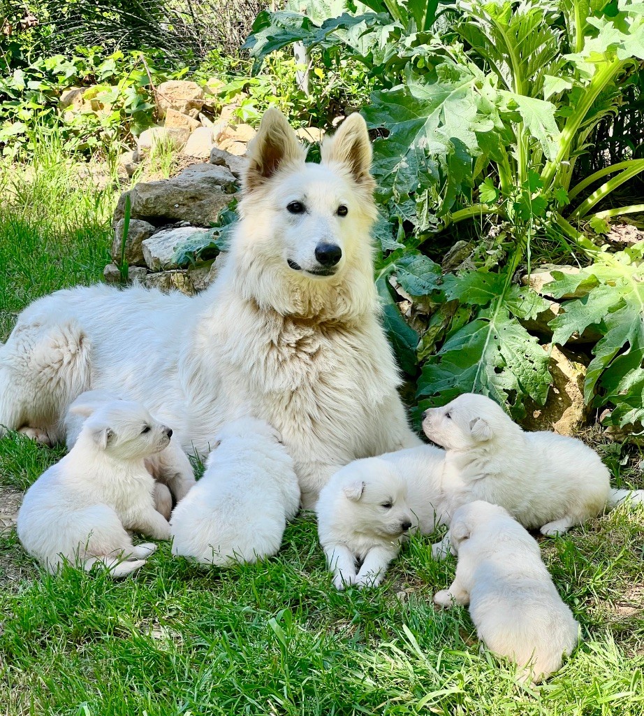 NAISSANCE CHIOTS SANSA 
