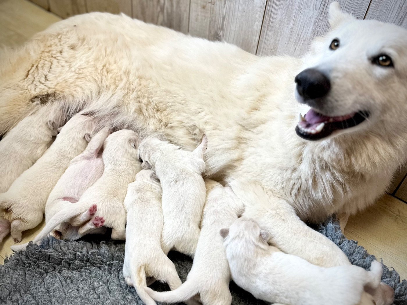 Chiot Berger Blanc Suisse Of Washita Ahow