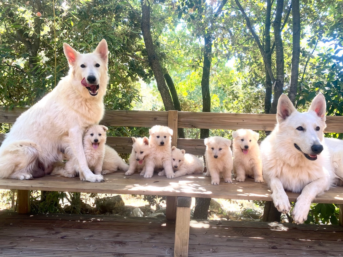Chiot Berger Blanc Suisse Of Washita Ahow