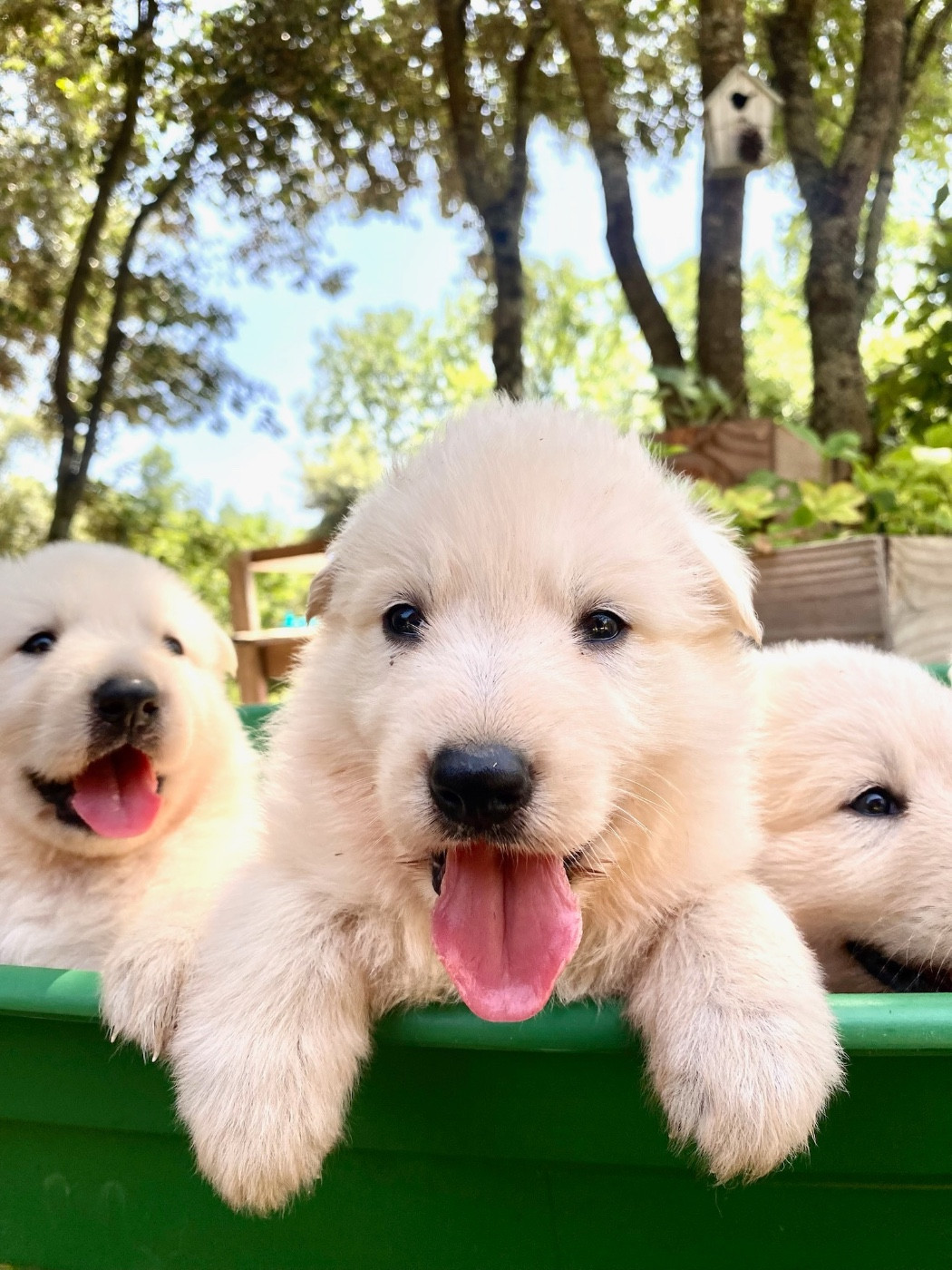 Of Washita Ahow - Chiots disponibles - Berger Blanc Suisse