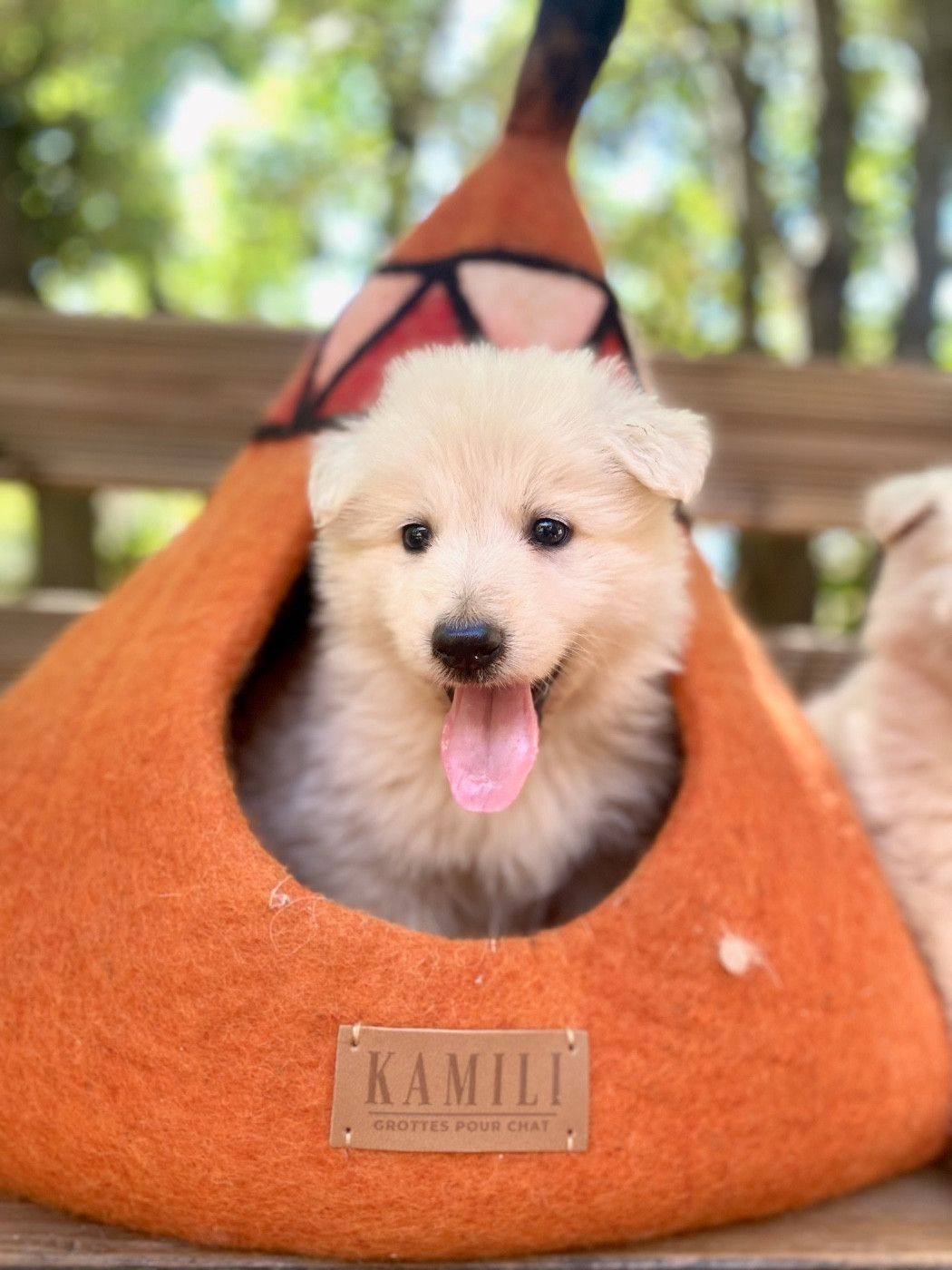 Of Washita Ahow - Chiots disponibles - Berger Blanc Suisse