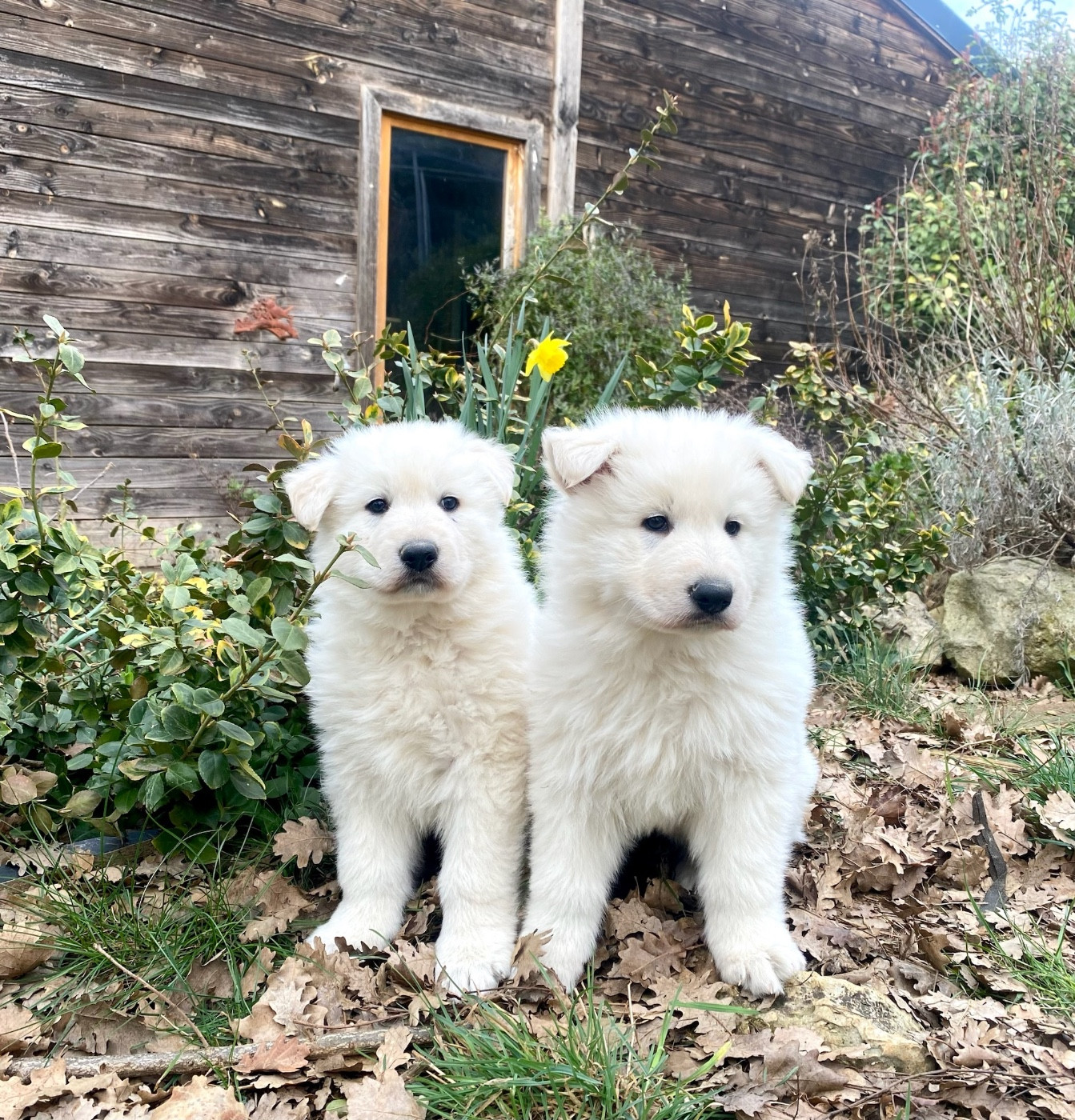 Of Washita Ahow - Chiots disponibles - Berger Blanc Suisse