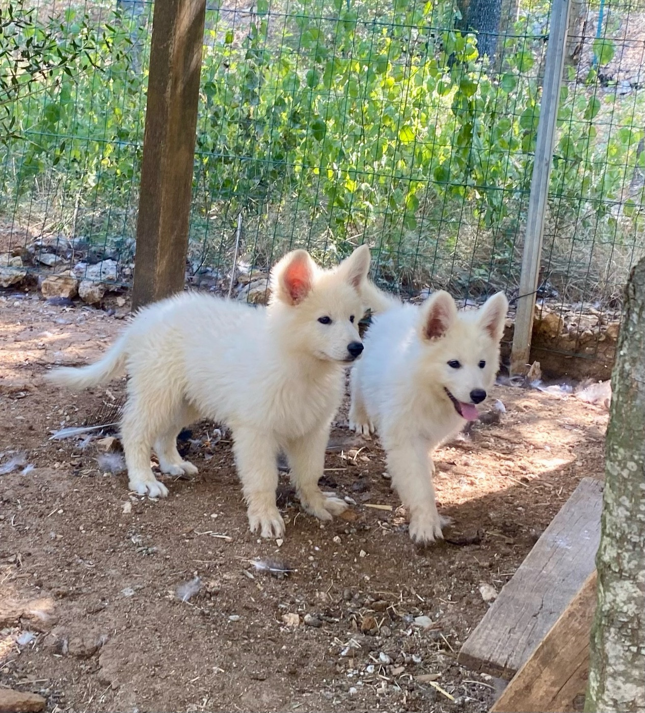 Of Washita Ahow - Chiots disponibles - Berger Blanc Suisse