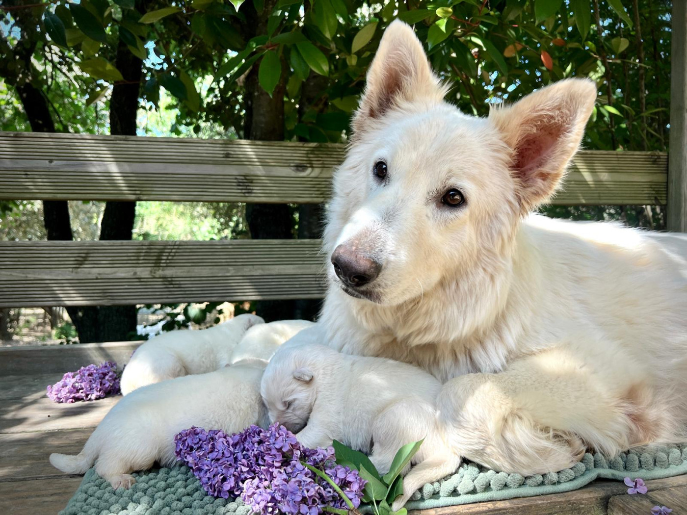 Of Washita Ahow - Berger Blanc Suisse - Portée née le 16/04/2026