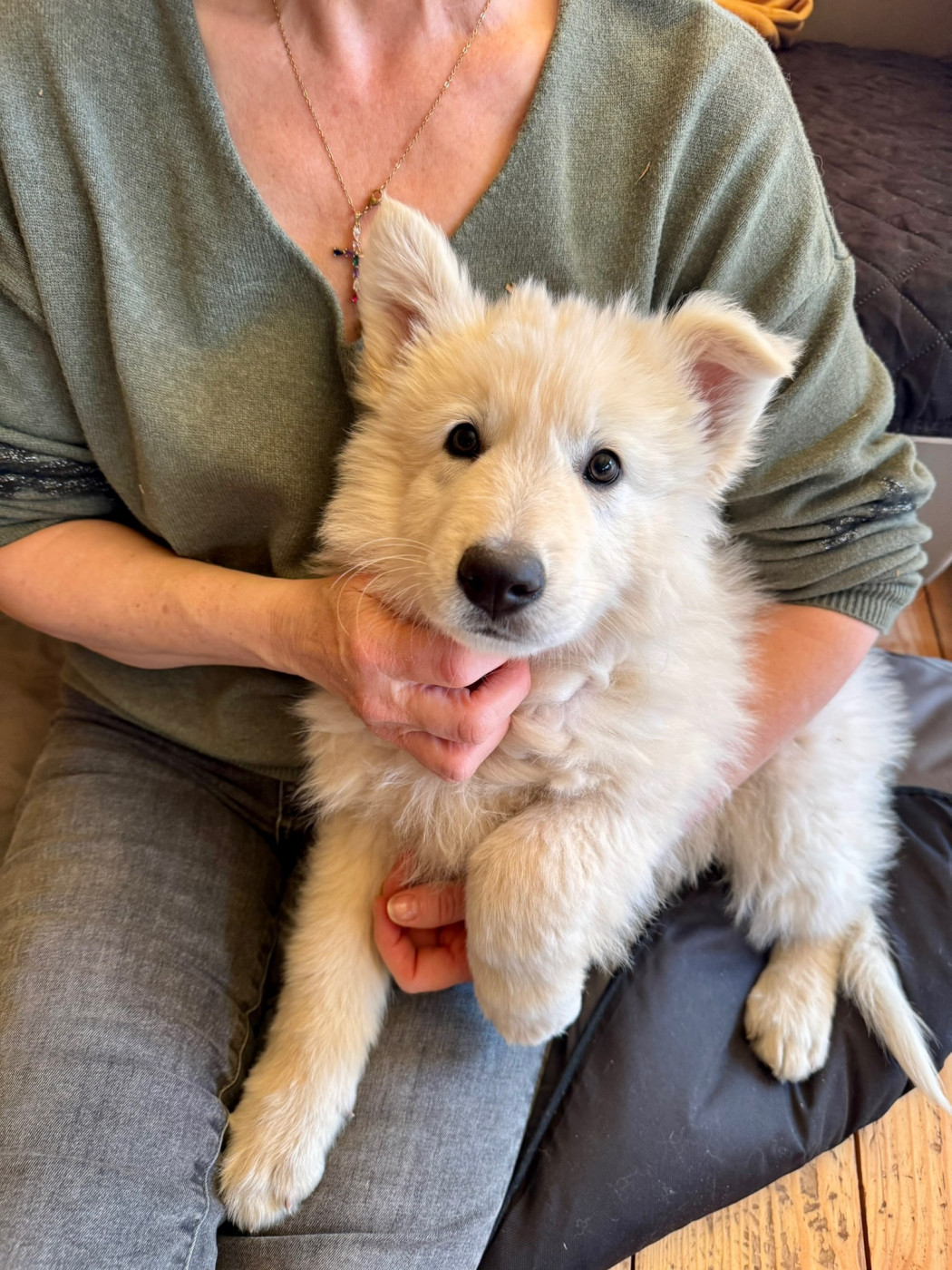 Of Washita Ahow - Chiots disponibles - Berger Blanc Suisse