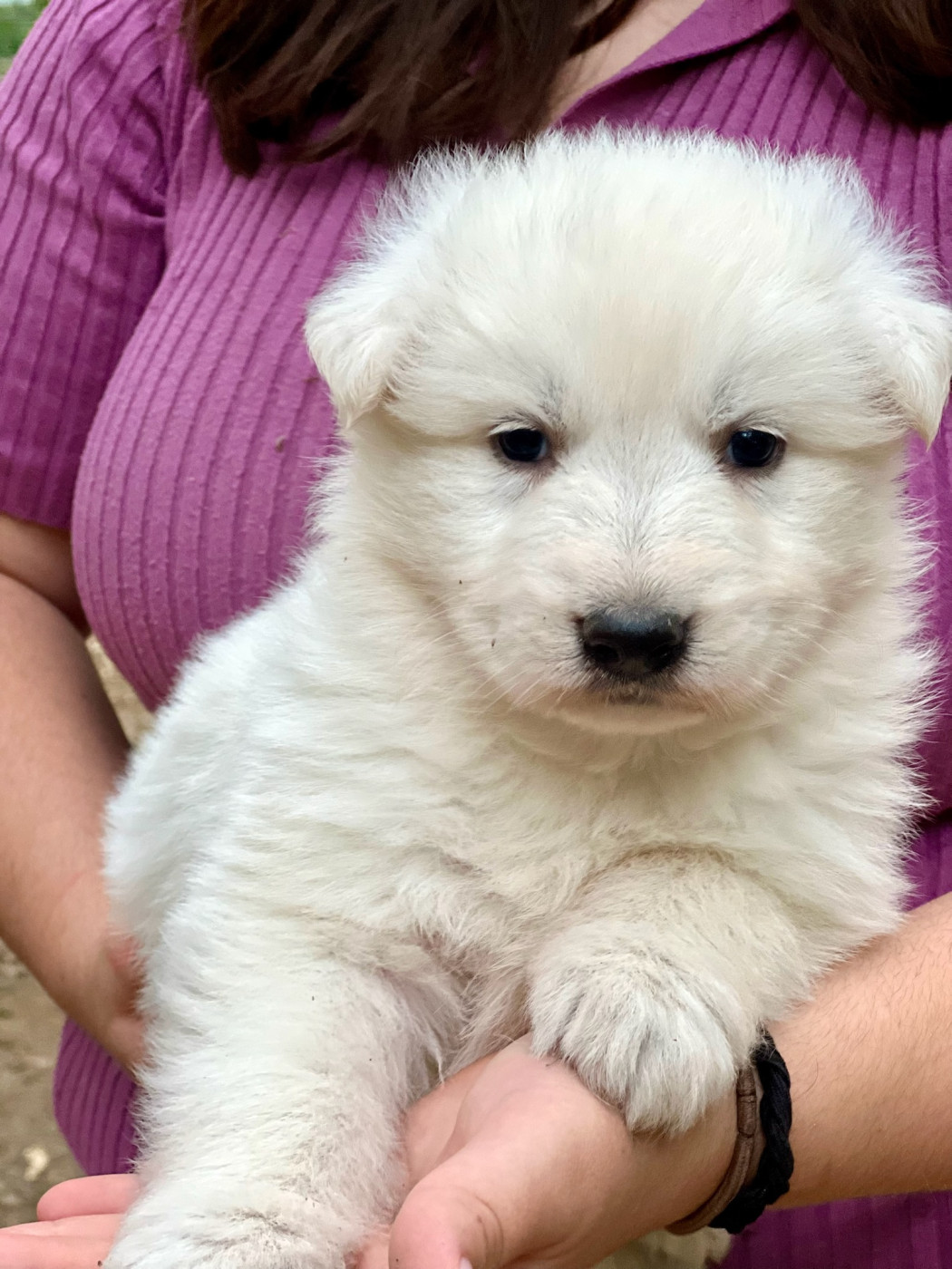 Of Washita Ahow - Chiots disponibles - Berger Blanc Suisse