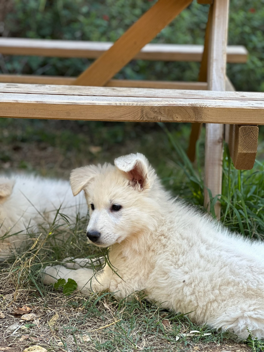 Of Washita Ahow - Chiots disponibles - Berger Blanc Suisse