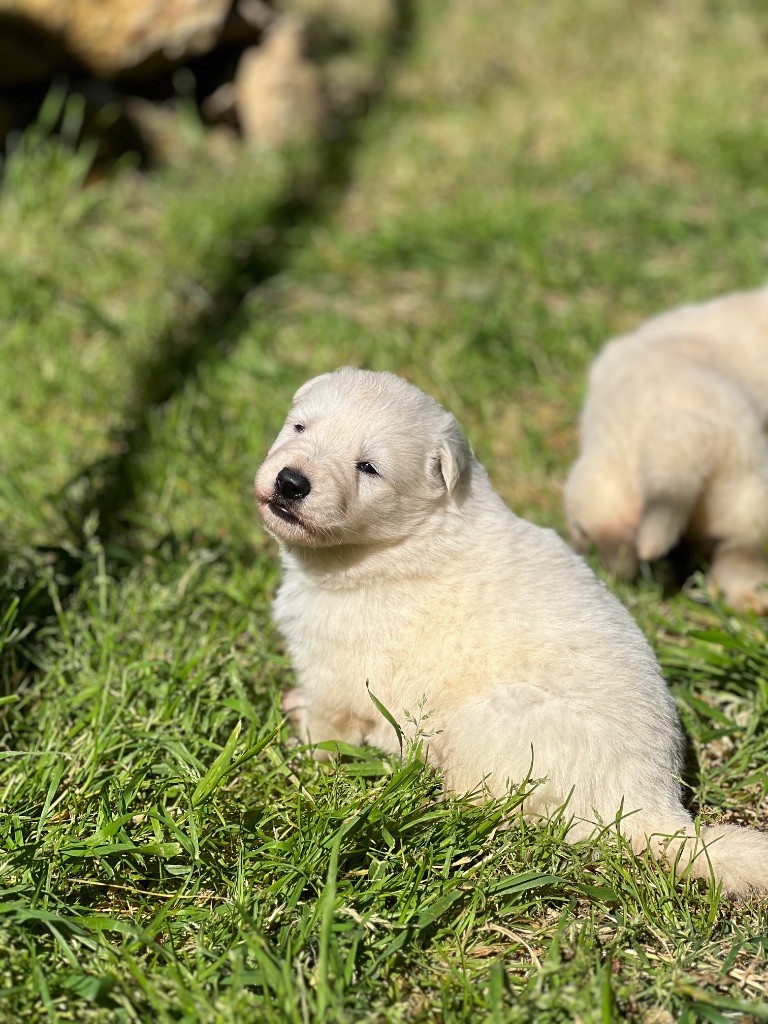 Of Washita Ahow - Chiots disponibles - Berger Blanc Suisse