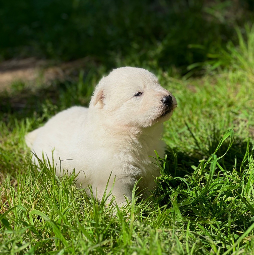 Of Washita Ahow - Chiots disponibles - Berger Blanc Suisse
