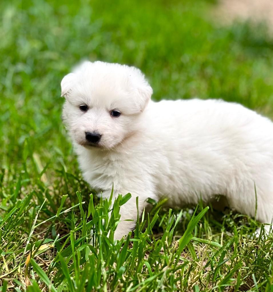 Of Washita Ahow - Chiots disponibles - Berger Blanc Suisse