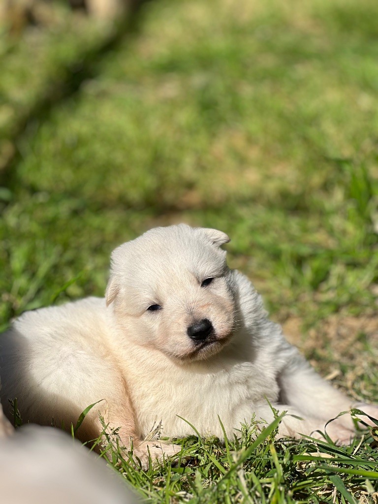 Of Washita Ahow - Chiots disponibles - Berger Blanc Suisse