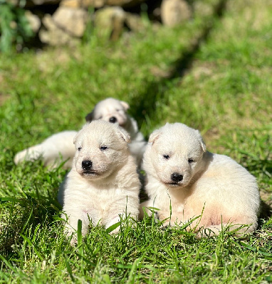 CHIOT 5