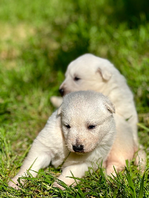 CHIOT 6