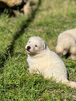 CHIOT 2