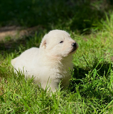 CHIOT 4