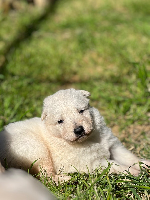 CHIOT 1