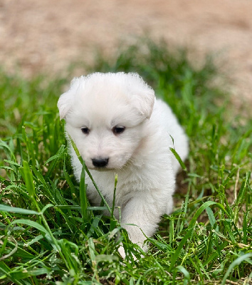 CHIOT 2