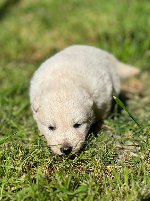 CHIOT 3